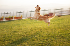 pet fences